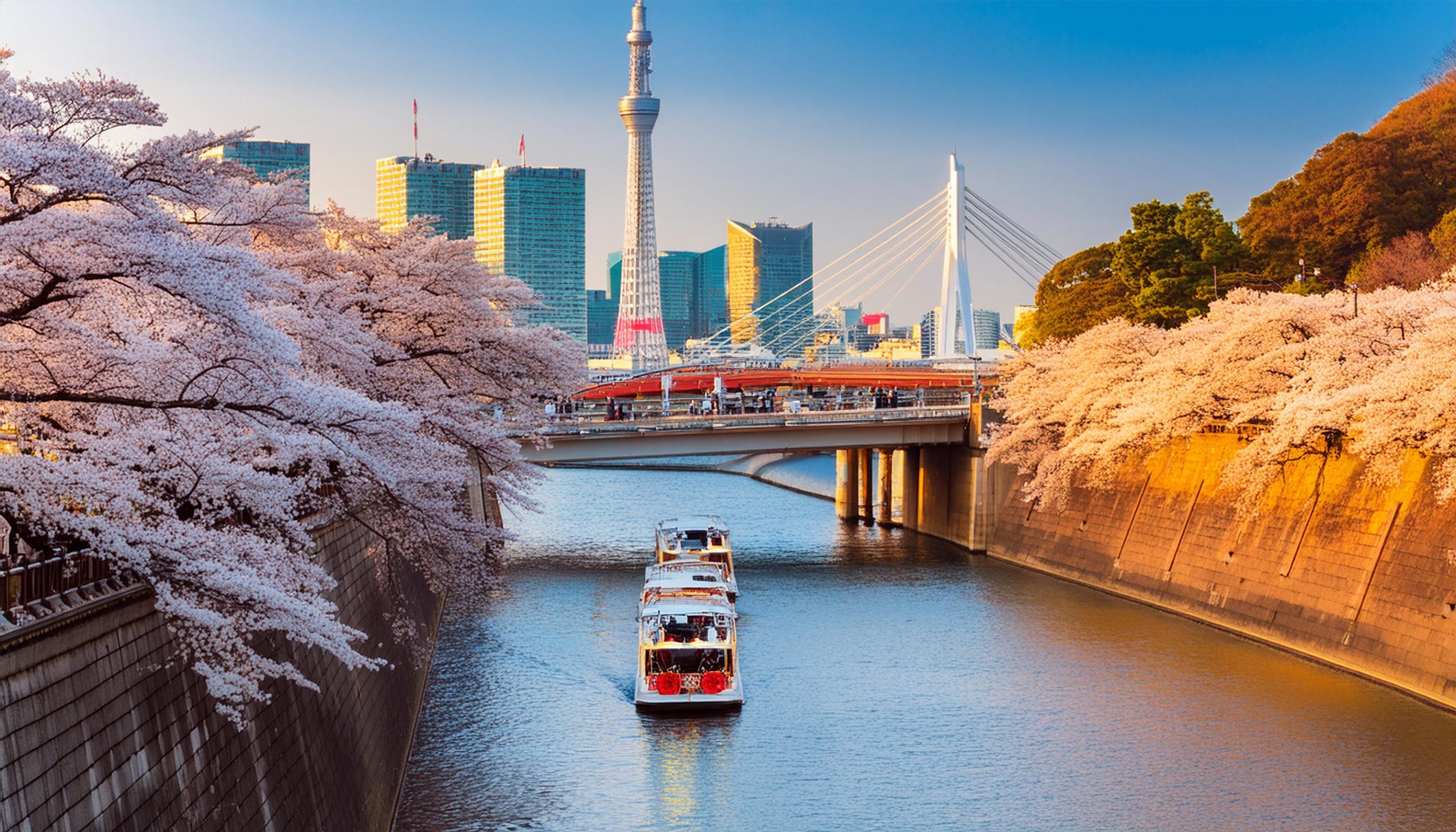 Cherry Blossoms in Tokyo